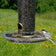 Aspects Bigfoot Seed Catch Tray: bird on a clear plastic seed tray attached to a feeder, designed to catch scattered seeds and provide perching space.