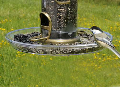 Aspects Bigfoot Seed Catch Tray: bird on a clear plastic seed tray attached to a feeder, designed to catch scattered seeds and provide perching space.