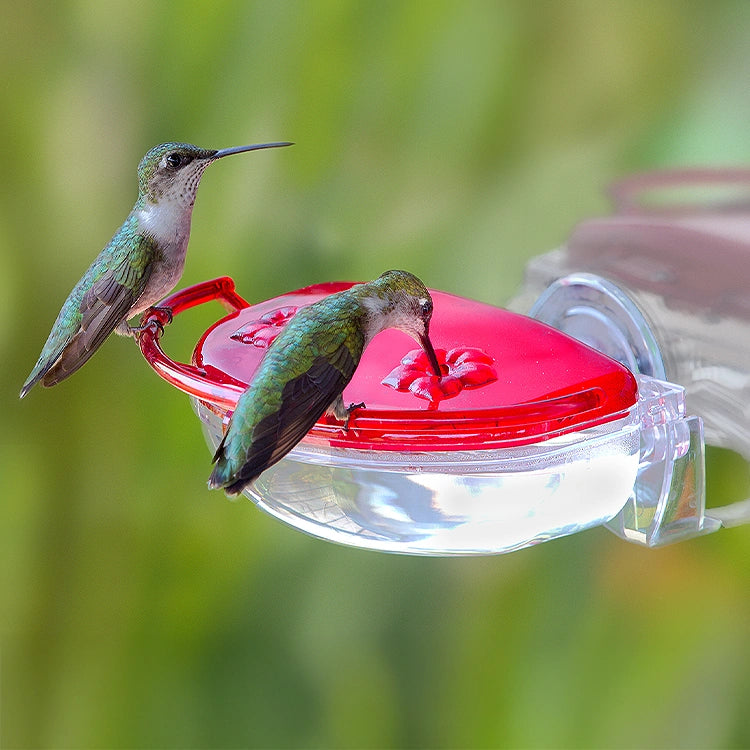 Two hummingbirds perch on the Aspects Gem Window Hummingbird Feeder, sipping nectar from flower-shaped ports on a clear plastic feeder with a red top.