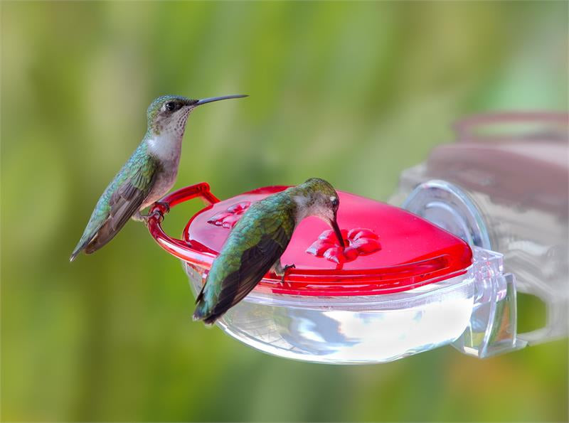 Two hummingbirds feeding on the Aspects Gem Window Hummingbird Feeder, which has a raised perch and a clear basin for nectar level viewing.