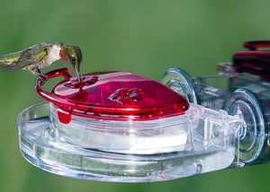 The Gem Window Hummingbird Feeder & Ant Moat, featuring a hummingbird feeding from the red feeder with two ports and an ant moat to keep nectar clean.