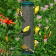 Quick Clean Spruce Finch Mesh Bird Feeder with yellow finches perched on wire mesh, designed for easy cleanout and efficient seed consumption.