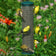 Quick Clean Spruce Finch Mesh Bird Feeder with yellow finches perched on wire mesh, designed for easy cleanout and efficient seed consumption.