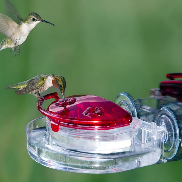 The Gem Window Hummingbird Feeder & Ant Moat