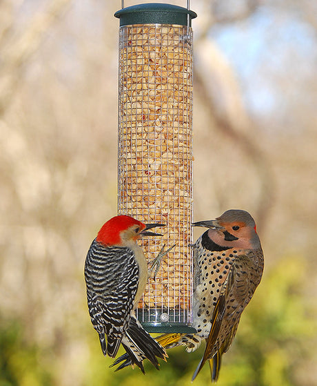 Aspects Quick Clean Peanut Mesh Feeder with two woodpeckers eating from a sturdy, stainless steel mesh feeder designed for easy cleanout and aeration.