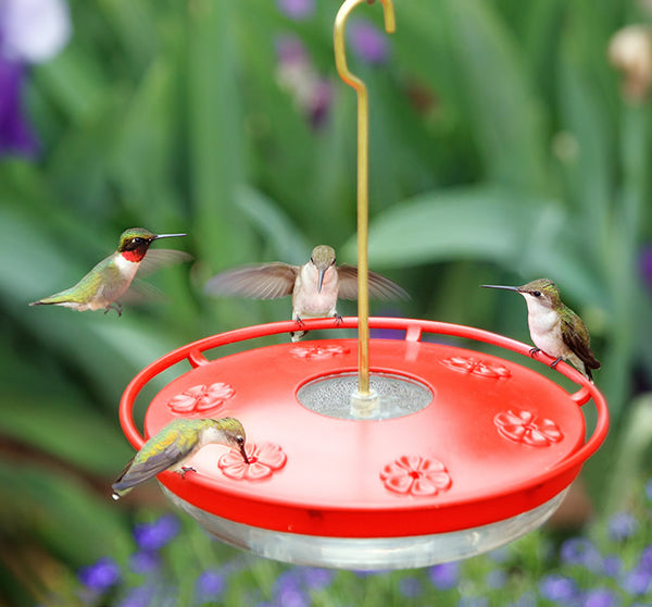 ★ HUMMING BIRDS 4点セット Aspects HummBlossom Hummingbird Feeder - Greenhouse Megastore