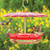 HummZinger Excel & Baffle Set: Hummingbirds feeding on a high-view perch feeder with umbrella dome, showcasing its ant moat and multiple feeding stations.