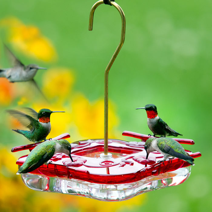 Aspects Square HighView Hummingbird Feeder with red top, clear basin, ant moat, and four feeding ports, showing hummingbirds feeding and resting.