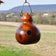 Cabin Gourd Birdhouse, Choose from 4 Colors, hanging outdoors, showcasing its natural handcrafted gourd structure with an entry hole, ready to attract birds.
