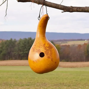 Cabin Gourd Birdhouse hanging from a tree branch, showcasing its natural gourd craftsmanship and inviting appeal for backyard birds.