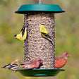 Plastic Magnum Sunflower Feeder with multiple birds perched and feeding on the wired grid, showcasing ample perching space and overhanging roof.