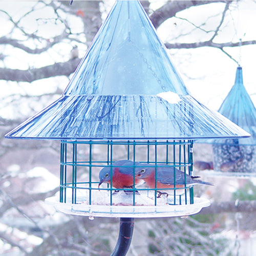 Arundale Sky Cafe Bluebird Feeder with blue dome, clear caged feeding area, and mealworm cup, designed to attract and protect bluebirds from larger species.