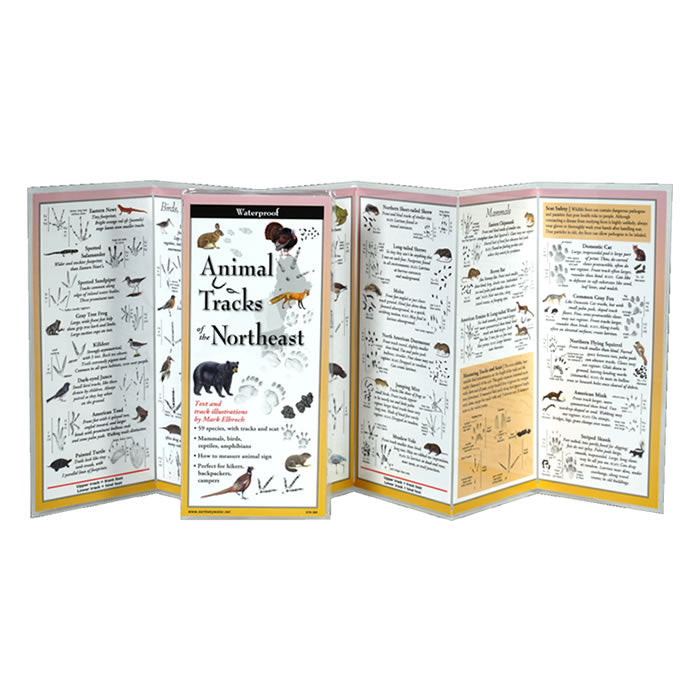 Animal Tracks of the Northeast Folding Guide displayed open, featuring detailed animal illustrations and identification tips on a waterproof, laminated six-panel brochure.