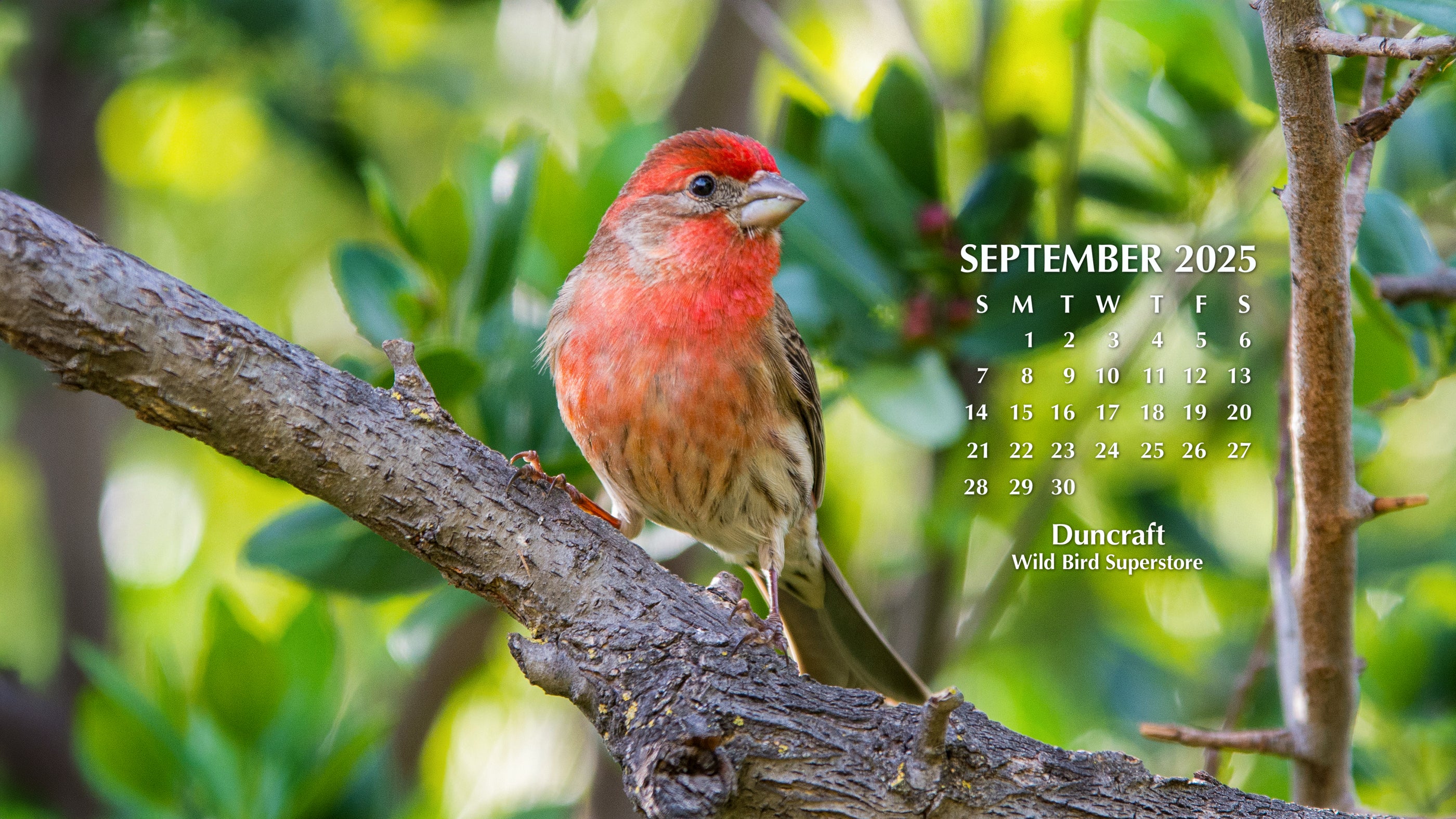 Duncraft Desktop Calendar Bird Computer Wallpaper Duncraft Duncraft desktop calendar bird computer wallpaper duncraft