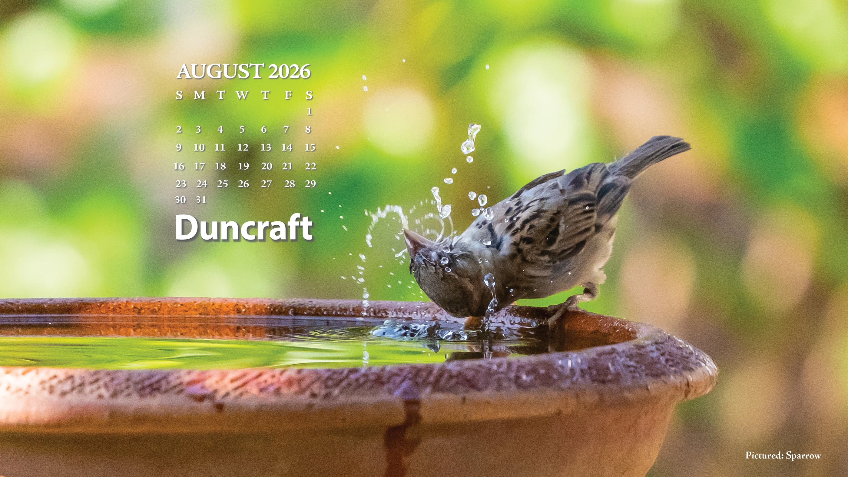 Sparrow taking a bath in a bird bath. Featuring an August 2026 Calendar.