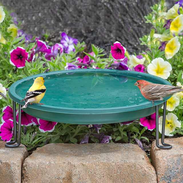 Ground Level Bird Bath, Green: Yellow bird with black and white feathers perched on the birdbath rim, surrounded by garden flowers and greenery.