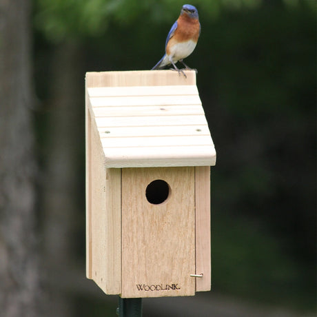 Wooden Bluebird house with a bluebird perched on top and a green tree background. 