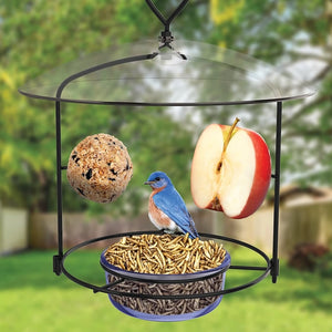 Bluebird Buffet with wraparound perch and clear weather guard, featuring mealworms.