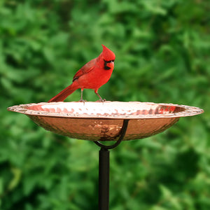 Pure Copper Bird Bath with Garden Pole featuring a bird perched on the decorative lip, showcasing the hammered copper bowl and stable three-prong base.