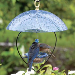 BirdsChoice Bluebird Heart Feeder with Blue Dome, featuring a heart-shaped frame and blue dish, with a bluebird feeding from it.