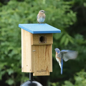 Eastern Bluebirds using a cedar nesting box designed for successful backyard bluebird nesting.