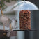 Tufted titmouse approaching a seed cylinder feeder with a clear weather dome and black perching base.