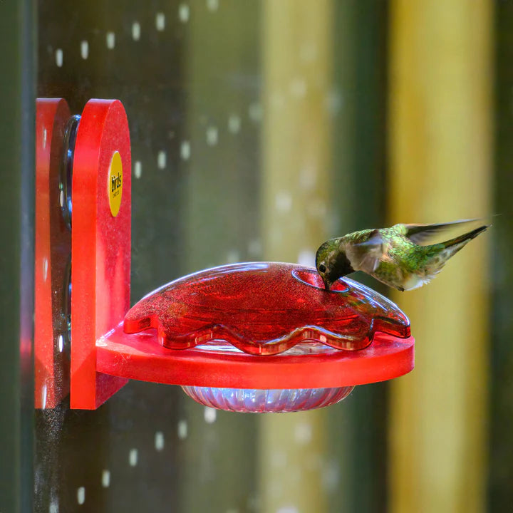 Window Mount Hummingbird Feeder, Red, with a hummingbird drinking from the red feeder attached to a window, showcasing its single feeding port and easy-to-remove lid.