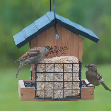Bamboo 3QT Hopper Bird Feeder with Suet, featuring two songbirds pecking at seed block in a wooden feeder, ideal for attracting various bird species.