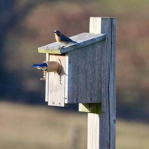 Screw Mount Birdhouse Guardian