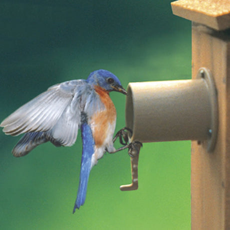 Screw Mount Birdhouse Guardian with a bluebird perched on it, showing how it prevents predators from accessing the birdhouse.