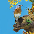 Natural Bird Guardian attached to a tree stump, designed to protect nesting birds from predators, allowing easy access for birds while preventing predator entry.