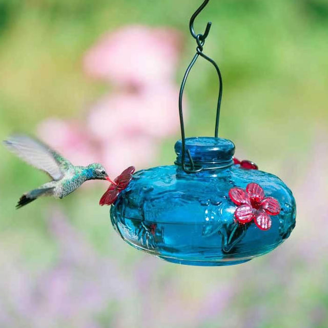 Bloom Calliope Hummingbird Feeder, Aqua: A hummingbird feeds from a blue feeder adorned with red flower ports, hanging in a garden.