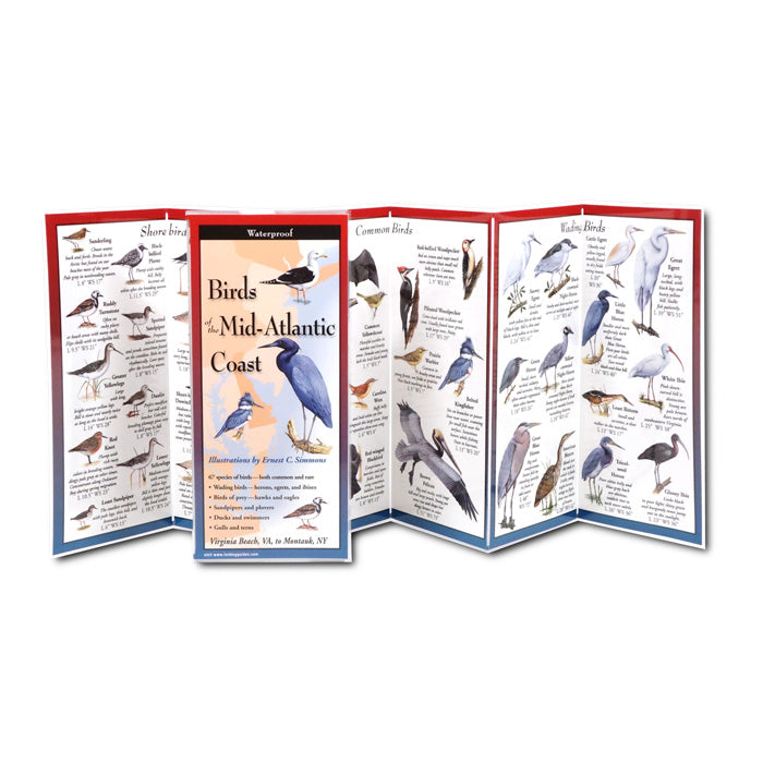 洋書 中部大西洋の鳥類図鑑 Birds of the Mid-Atlantic Smithsonian Handbooks: Birds of the Mid-Atlantic (Smithsonian