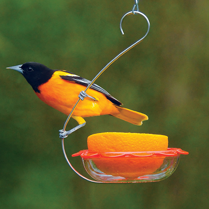 BO's Marmalade Hanging Oriole Feeder with a clear plastic dish, orange scalloped rim, and stainless steel hanging wire, designed for serving treats like orange halves.