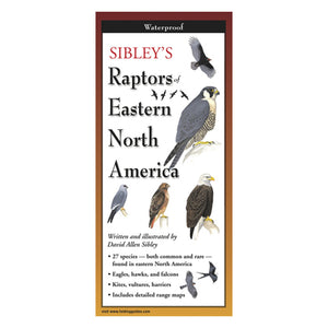 Close-up of Sibley's Raptors of Eastern N. America Folding Guide, featuring bird illustrations and detailed captions for identifying North American raptors.