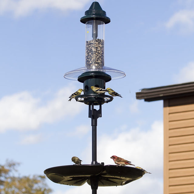 Brome Squirrel Buster Plus Podium Kit with birds feeding, featuring a squirrel-proof design, single pole setup, weather guard, and Seed Buster™ Tray.