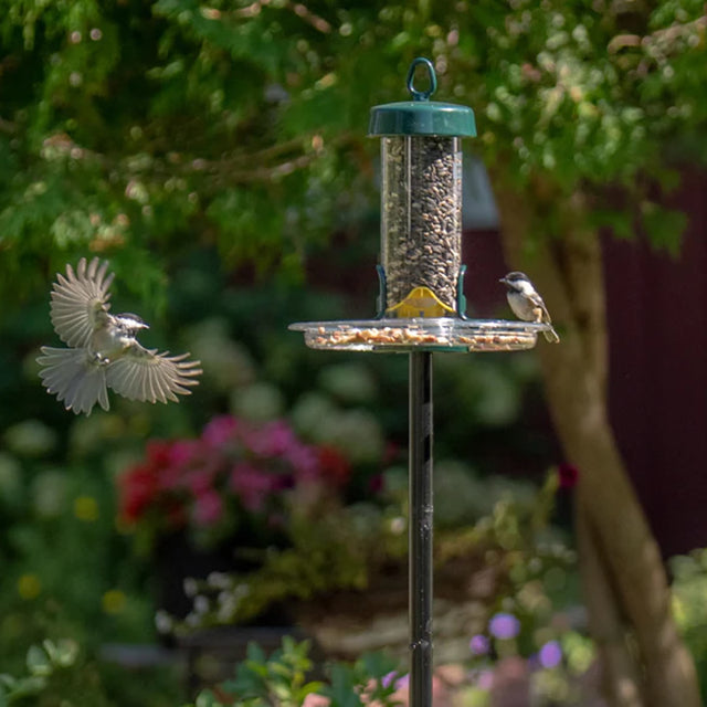 Brome Tube Solution 100 Podium Kit with birds on the feeder, showcasing its chew-proof design, detachable components, and seed tube ventilation system for fresh bird food.