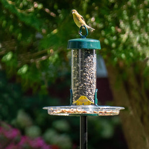 Brome Tube Solution 100 Podium Kit with bird perched on the chew-proof feeder, featuring detachable components and Seed Tube Ventilation for freshness, installed on a green pole.