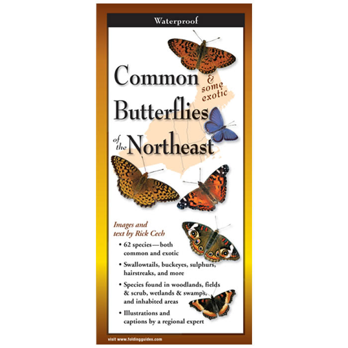 Common Butterflies of the Northeast Folding Guide, close-up showing detailed butterfly illustrations and identification tips on a durable, laminated six-panel portable guide.