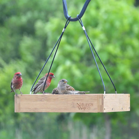 Bamboo Tray Bird Feeder with birds perched on it, showcasing a spacious landing tray for cardinals and jays, made from durable, mold-resistant bamboo.