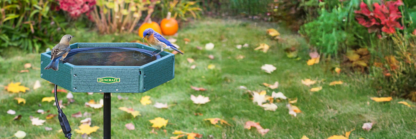 Duncraft Heated Bird Bath in the backyard with two bluebirds landed on it. 