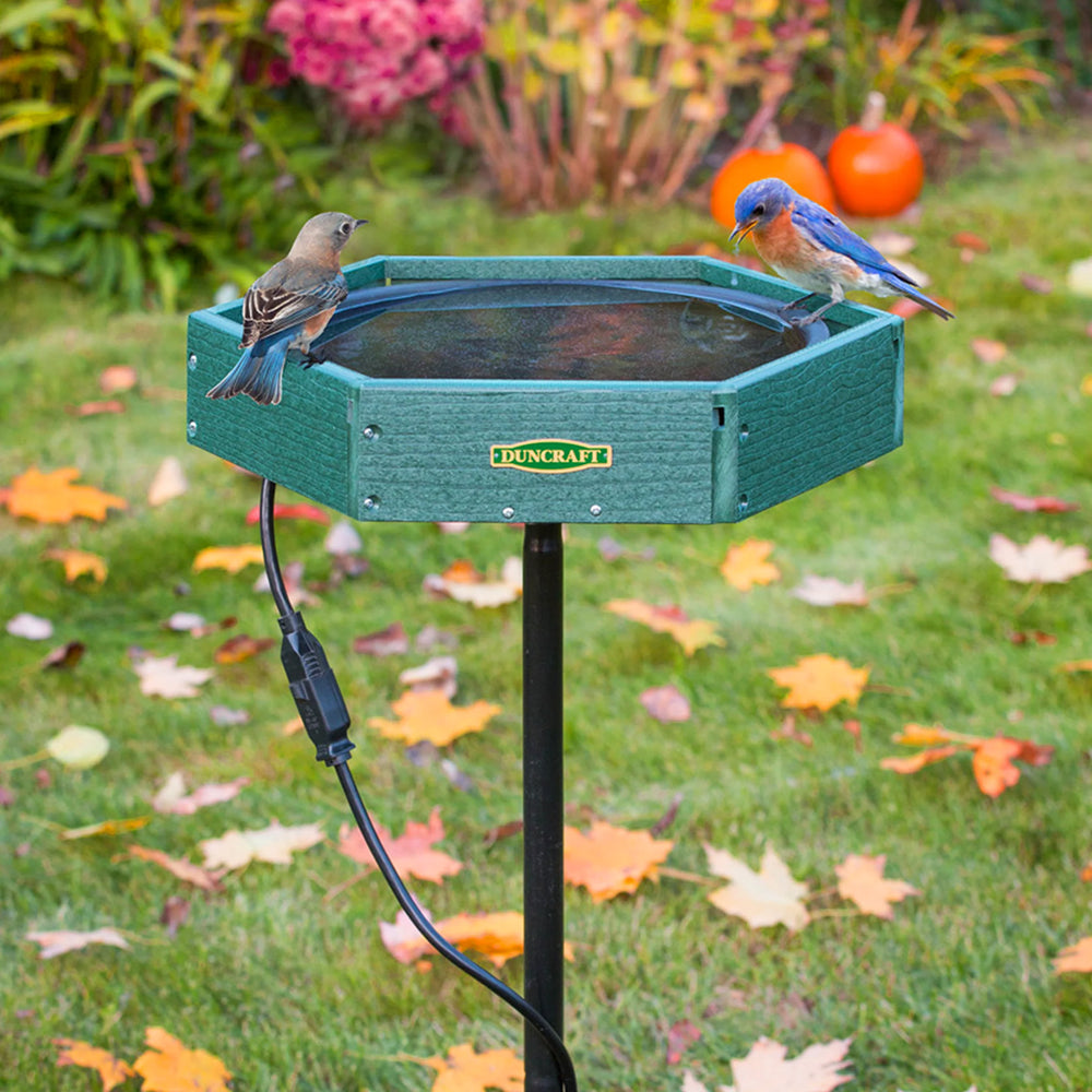Bird bath with bluebirds perched on the edge with a green grass background. 
