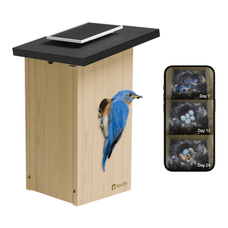 Birdfy Ebony Nest Birdhouse with Camera features a solar panel and internal camera, showing nest progress on a smartphone. Bluebird perched at entry.