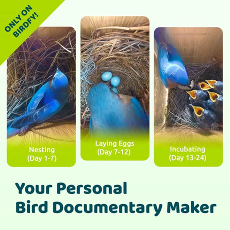 Birdfy Ebony Nest Birdhouse with Camera showing stages of nesting: blue bird nesting, laying eggs, and feeding chicks. Eco-friendly, weatherproof, with 1080P HD solar-powered camera.