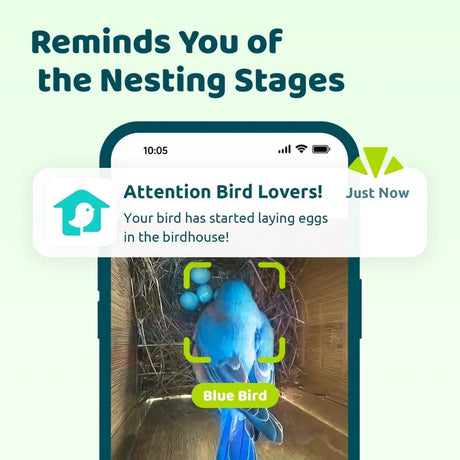 Birdfy Ebony Nest Birdhouse with Camera displays a blue bird on eggs via smartphone app, highlighting nesting stages and eco-friendly, weatherproof design.
