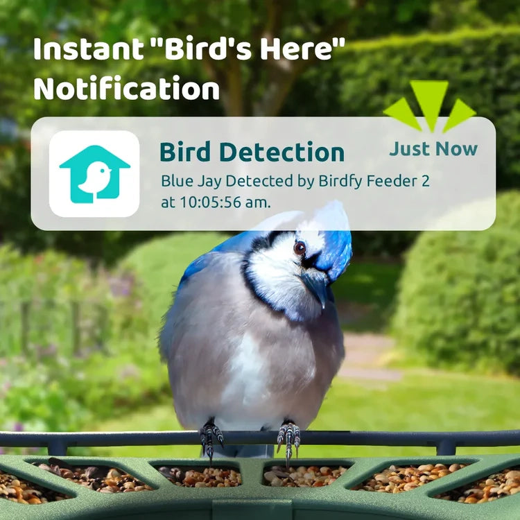 Birdfy Feeder 2 Duo with camera, showcasing a blue jay on a green platform, highlights smart notifications and AI bird recognition.