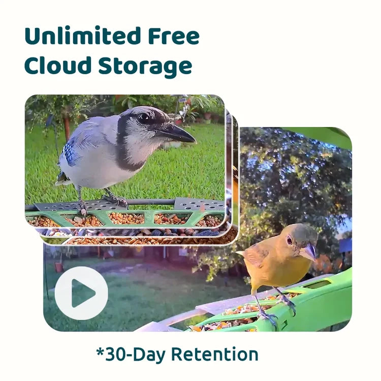 Birdfy Feeder 2 Duo - Bird Feeder with Camera, showcasing a blue jay and songbird feeding, highlighting cloud storage, AI bird recognition, and multiple camera lenses.