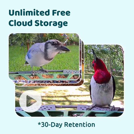 Birdfy Bird Feeder 2 Pro with Camera ad showing blue jay and red-headed woodpecker, highlighting video feature and unlimited cloud storage offer.
