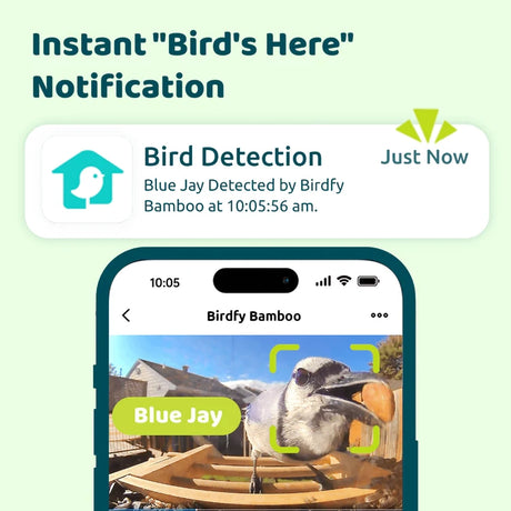 Birdfy Eco-friendly Bamboo Smart Bird Feeder app showing Blue Jay detection, highlighting AI bird identification and eco-friendly bamboo design with dual seed bins.