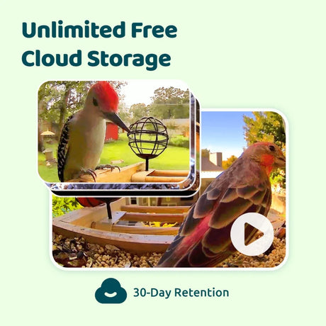 Birdfy Mini Bamboo Bird Feeder with Camera, featuring two seed bins and AI for bird identification, displayed with backyard birds at a feeder and video playback icon.